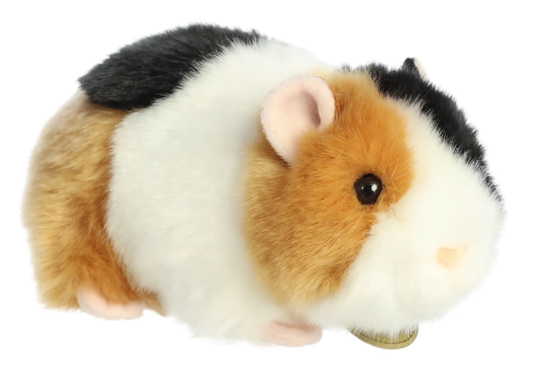 Mandii Guinea Pig